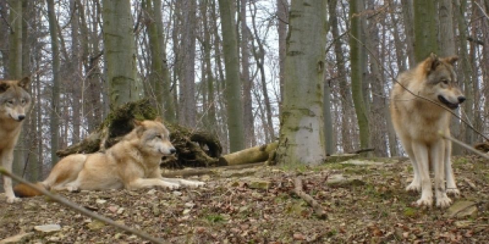 V-Partei³ gegen Jagdlobbyismus und rein ökonomische Interessen von Viehhaltern &#8211; für einen Schutz des Wolfes