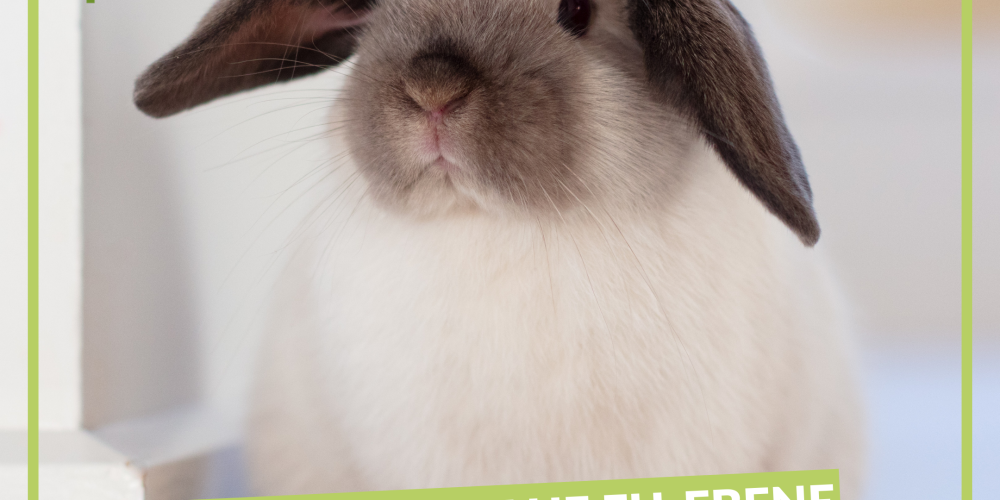 Petition &#8222;für ein pelzfreies Europa&#8220;