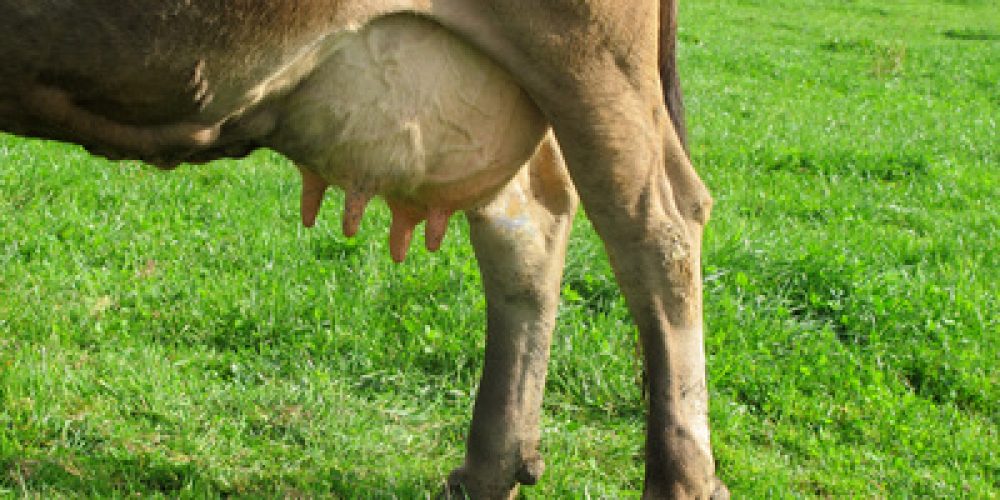 Die V-Partei³ zum EuGH-Urteil über die Bezeichnung von Milch: Das ist doch Käse