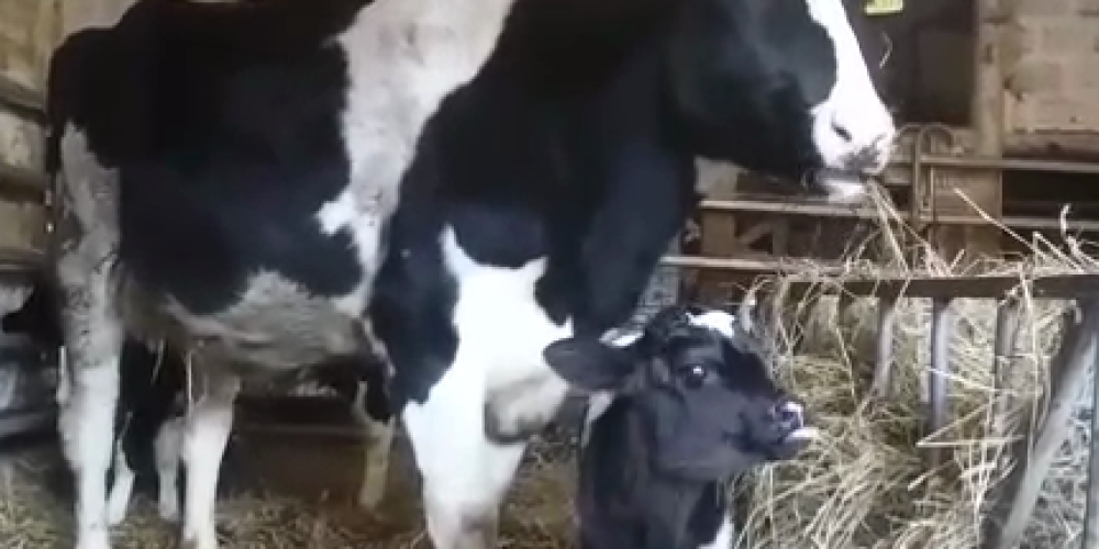 Demo gegen Tiertransporte / Brüssel