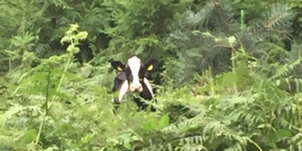 Sommermärchen für Kuh Elli darf nicht enden &#8211; Rettungsaktion