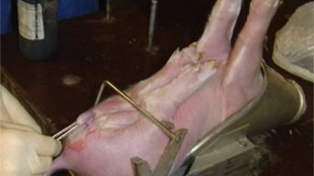 #Ferkelkastration #Petition #Welttierschutztag #Landtagswahl