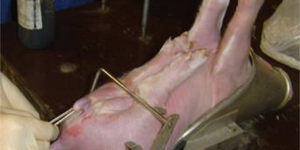 #Ferkelkastration #Petition #Welttierschutztag #Landtagswahl