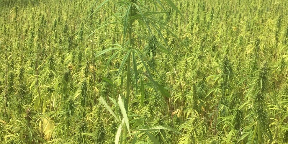 Interview: Hanfanbau in Deutschland