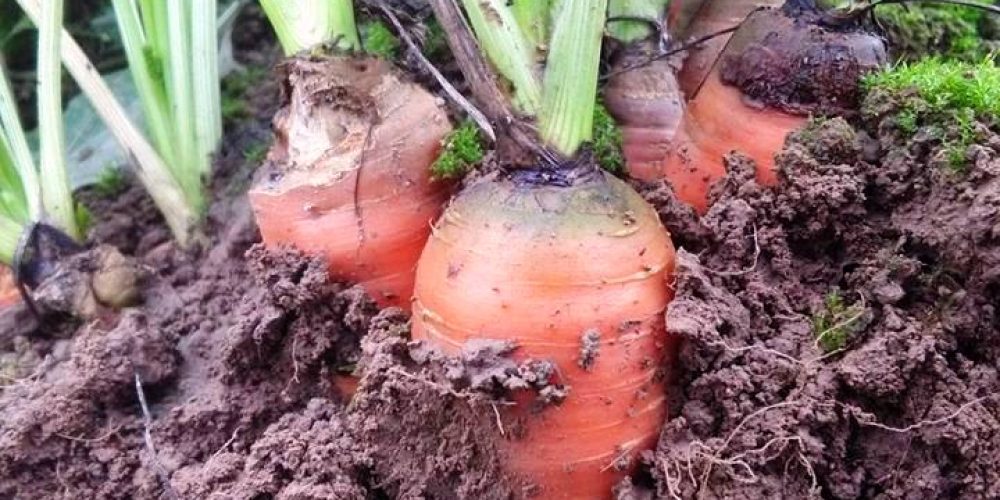 Immunsystem (politisch) stärken!