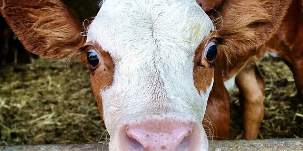 Bau eines Megastalls für 1000 Kühe in BaWü geplant: &#8222;Offener Brief&#8220; an Ministerpräsident Kretschmann