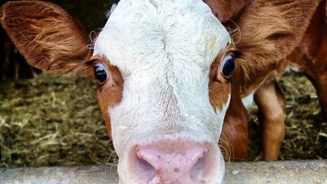 Bau eines Megastalls für 1000 Kühe in BaWü geplant: „Offener Brief“ an Ministerpräsident Kretschmann