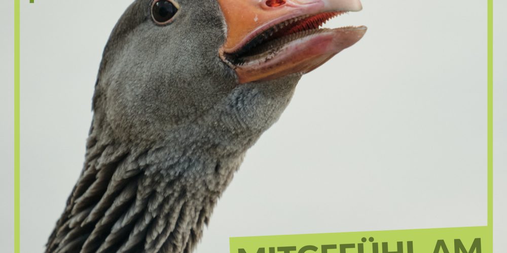 Aufruf zum Martinsgans-Verzicht