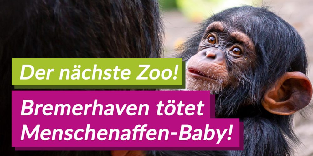 Bremerhaven: Schimpansen-Baby vom Zoo getötet – Der grausame Kreislauf der Zoos muss enden!