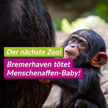 Bremerhaven: Schimpansen-Baby vom Zoo getötet – Der grausame Kreislauf der Zoos muss enden!