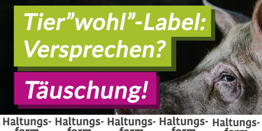 Tierwohl-Label: Versprechen? Nein, Täuschung!