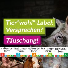 Tierwohl-Label: Versprechen? Nein, Täuschung!