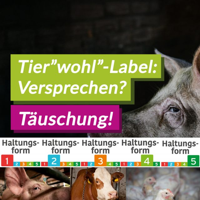 Tierwohl-Label: Versprechen? Nein, Täuschung!
