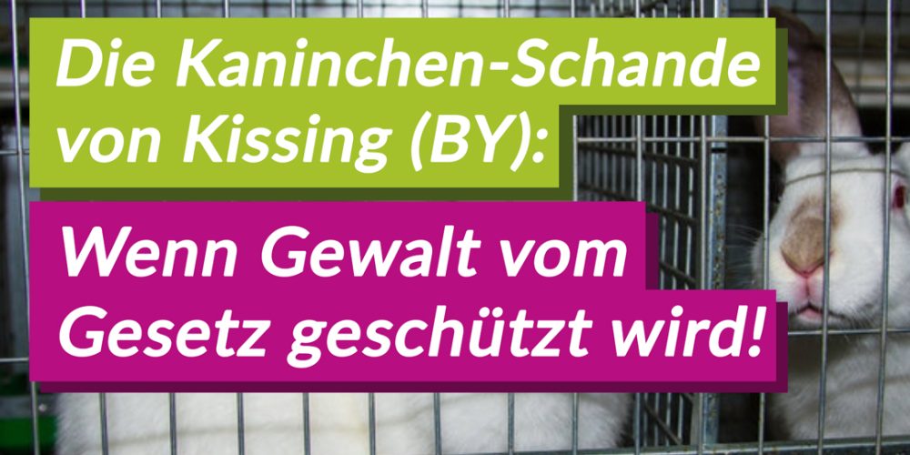 Biohof, Tierversuche und Politik: Aufgedeckte Tierquälerei zeigt eklatantes Versagen des Tierschutzes