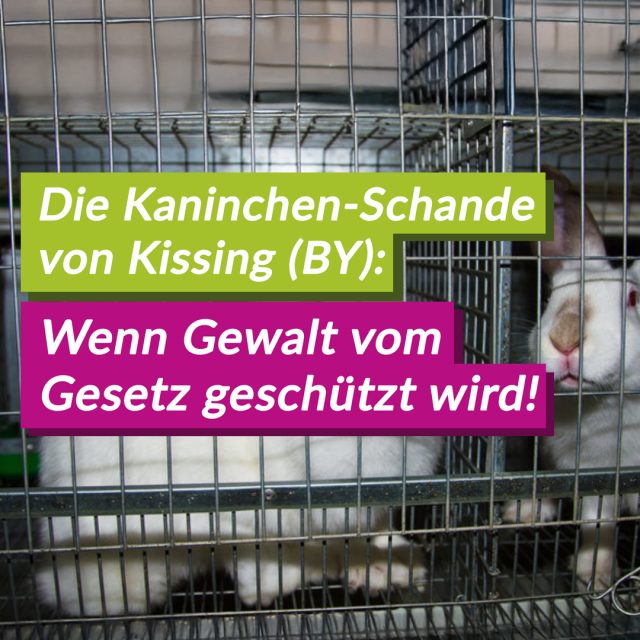 Biohof, Tierversuche und Politik: Aufgedeckte Tierquälerei zeigt eklatantes Versagen des Tierschutzes