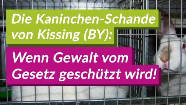 Biohof, Tierversuche und Politik: Aufgedeckte Tierquälerei zeigt eklatantes Versagen des Tierschutzes