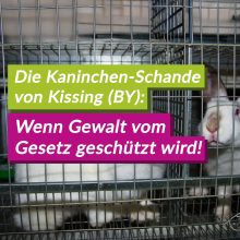 Biohof, Tierversuche und Politik: Aufgedeckte Tierquälerei zeigt eklatantes Versagen des Tierschutzes