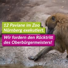 V-Partei³ verurteilt Tötung von Pavianen im Nürnberger Tiergarten – Oberbürgermeister König trägt politische Verantwortung