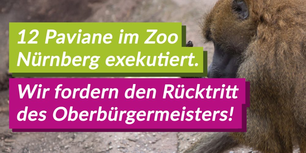 V-Partei³ verurteilt Tötung von Pavianen im Nürnberger Tiergarten – Oberbürgermeister König trägt politische Verantwortung