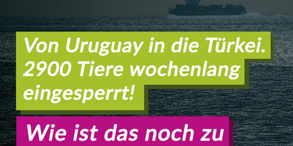 Rückfahrt des Schiffes mit 2.900 Rindern: V-Partei³ bezeichnet Vorgang als ethischen Notfall und fordert das Ende der Nutztierhaltung