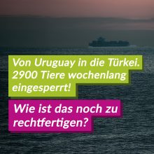 Rückfahrt des Schiffes mit 2.900 Rindern: V-Partei³ bezeichnet Vorgang als ethischen Notfall und fordert das Ende der Nutztierhaltung