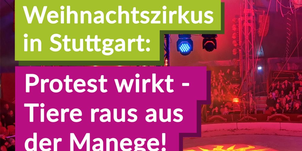 Protest wirkt: Weltweihnachtscircus Stuttgart verzichtet künftig vollständig auf Tiere