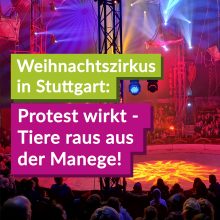 Protest wirkt: Weltweihnachtscircus Stuttgart verzichtet künftig vollständig auf Tiere