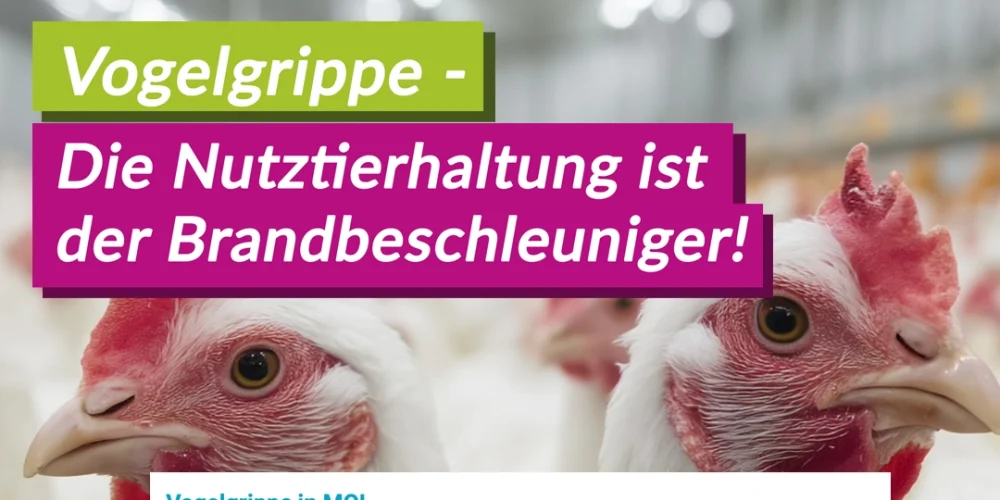 Vogelgrippe: Die Nutztierhaltung ist der Brandbeschleuniger