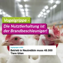Vogelgrippe: Die Nutztierhaltung ist der Brandbeschleuniger