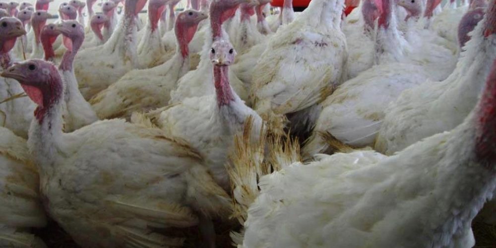 Ein Besuch beim &#8222;Bauern von nebenan&#8220;