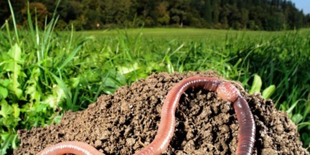 Glyphosat-Studie:  Schädigung von Regenwürmern belegt!