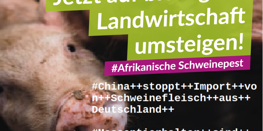 Afrikanische Schweinepest: Jetzt auf vegan umsteigen!