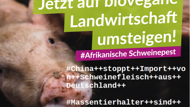 Afrikanische Schweinepest: Jetzt auf vegan umsteigen!