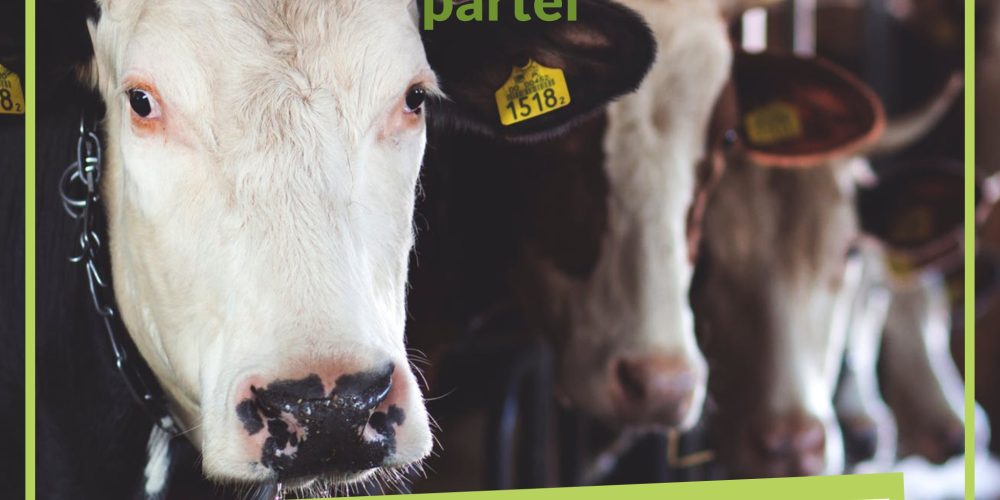 Tierqual korrekt bestrafen!