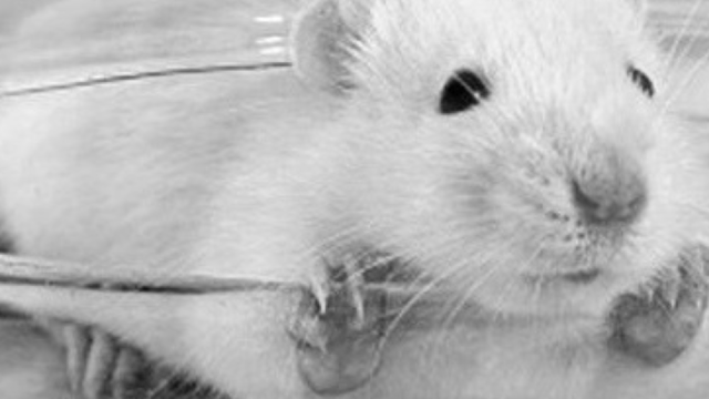 V-Partei³: Keine Tierversuche in Augsburg!