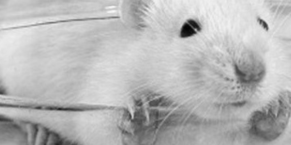 V-Partei³: Keine Tierversuche in Augsburg!