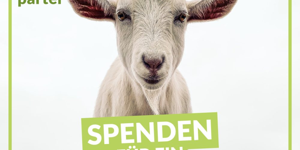 Die Tiere des Lebenshofs SchaZi brauchen unsere Unterstützung!