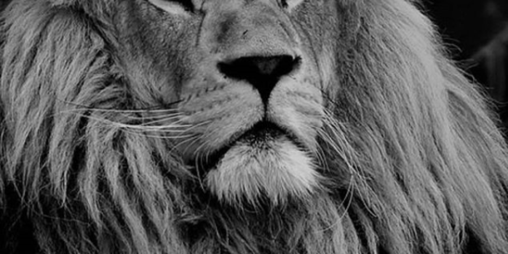 Pressemitteilung: Gnadenhof statt Zoo!