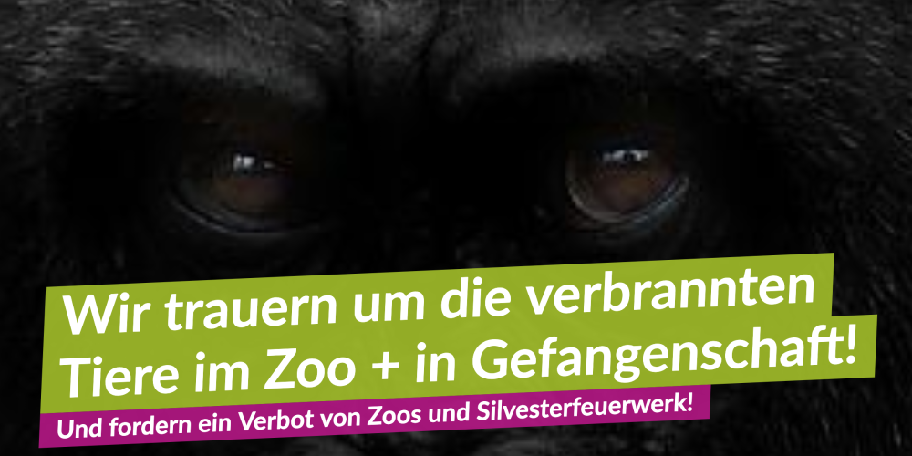 V-Partei³ verurteilt System Zoo und Silvesterfeuerwerk