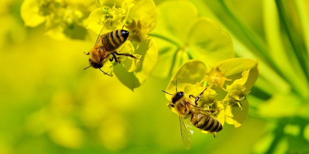 Die V-Partei³ unterstützt das Volksbegehren Artenvielfalt