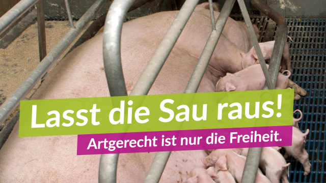 Lasst die Sau raus!
