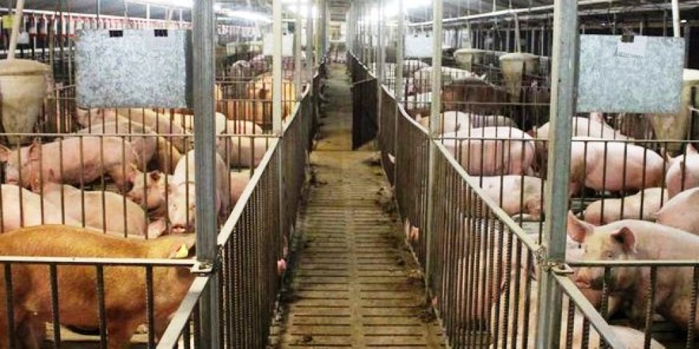 Die &#8222;Partei für Veränderung&#8220; reagiert auf neueste Enthüllungen in der Masttierhaltung