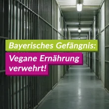 Gericht bestätigt: Vegane Ernährung im bayerischen Gefängnis nicht verpflichtend – V-Partei³ kritisiert Entscheidung als Rückschritt für Tierethik und Menschenrechte