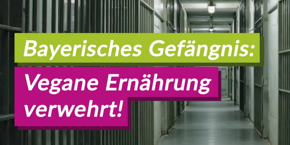 Gericht bestätigt: Vegane Ernährung im bayerischen Gefängnis nicht verpflichtend &#8211; V-Partei³ kritisiert Entscheidung als Rückschritt für Tierethik und Menschenrechte