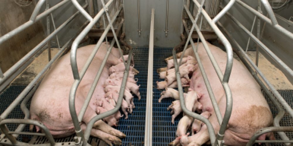 Tierschutzverstöße sollen am Valentinstag ein legales Mäntelchen erhalten