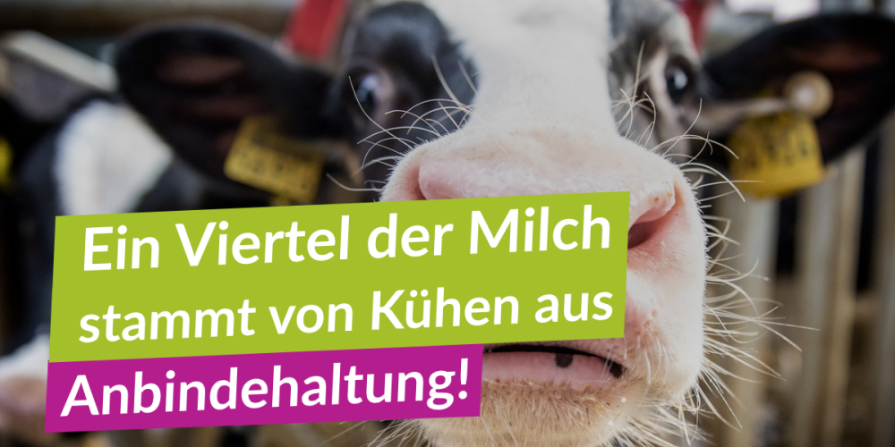 Anbindehaltung &#8211; das vergessene Tierleid