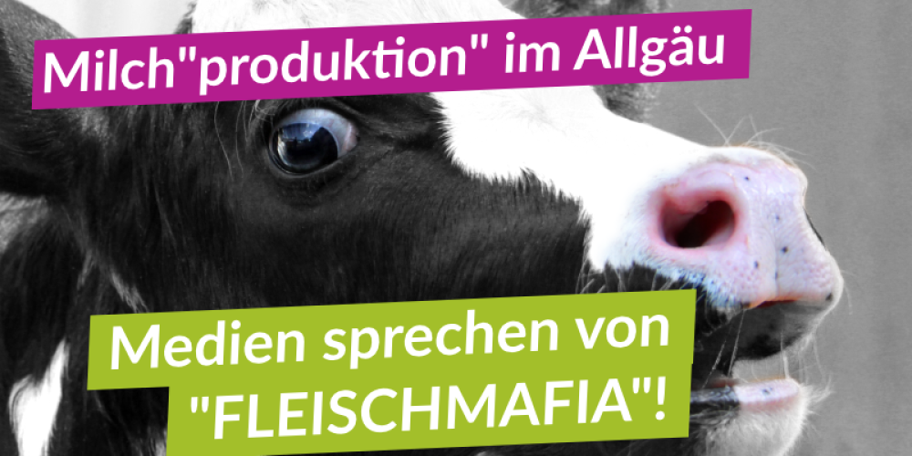 Nach Aufdeckung entsetzlicher Tierquälerei in bayerischem Milchbetrieb