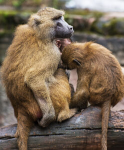 2 Guinea Paviane